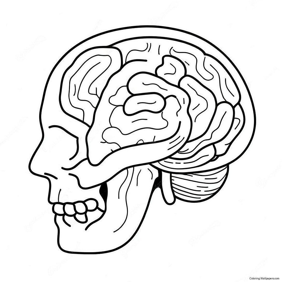 Anatomy Of Brain Coloring Page 57977