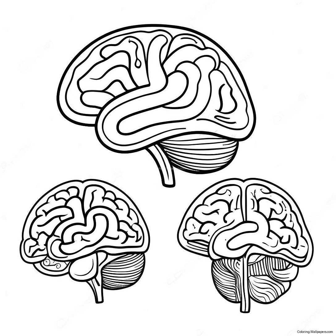 Page À Colorier De L'anatomie Du Cerveau 41877