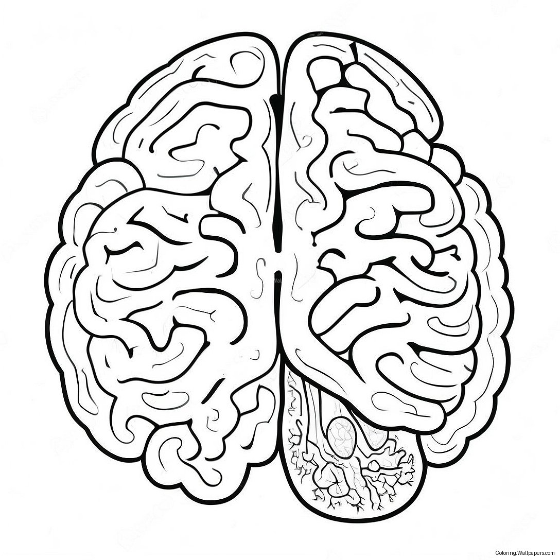 Anatomy Of The Brain Coloring Page 41878