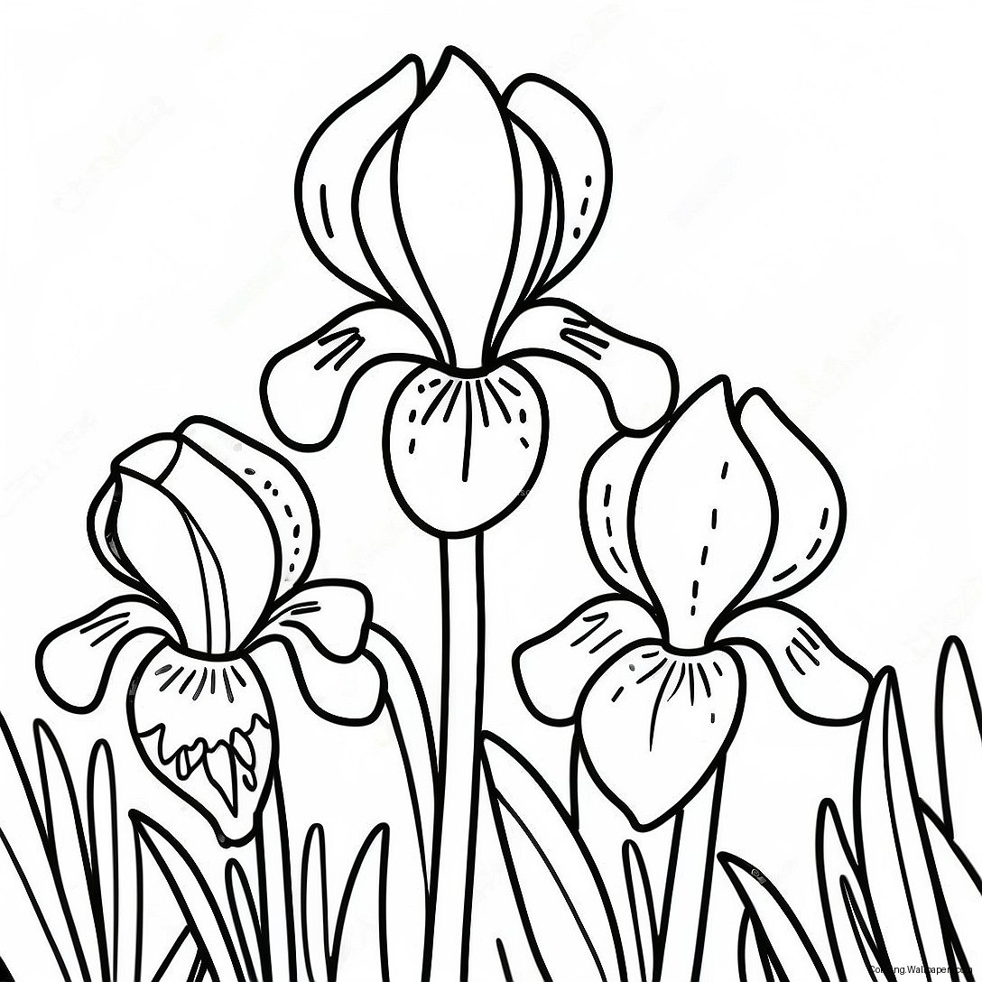 Smuk Iris Have Farvelægningsside 41298