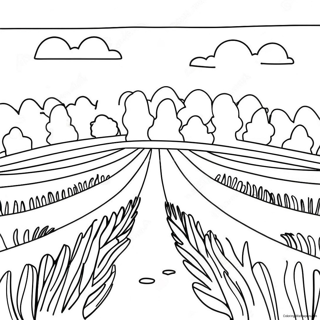 Página Para Colorir Belo Campo De Lavanda 25525