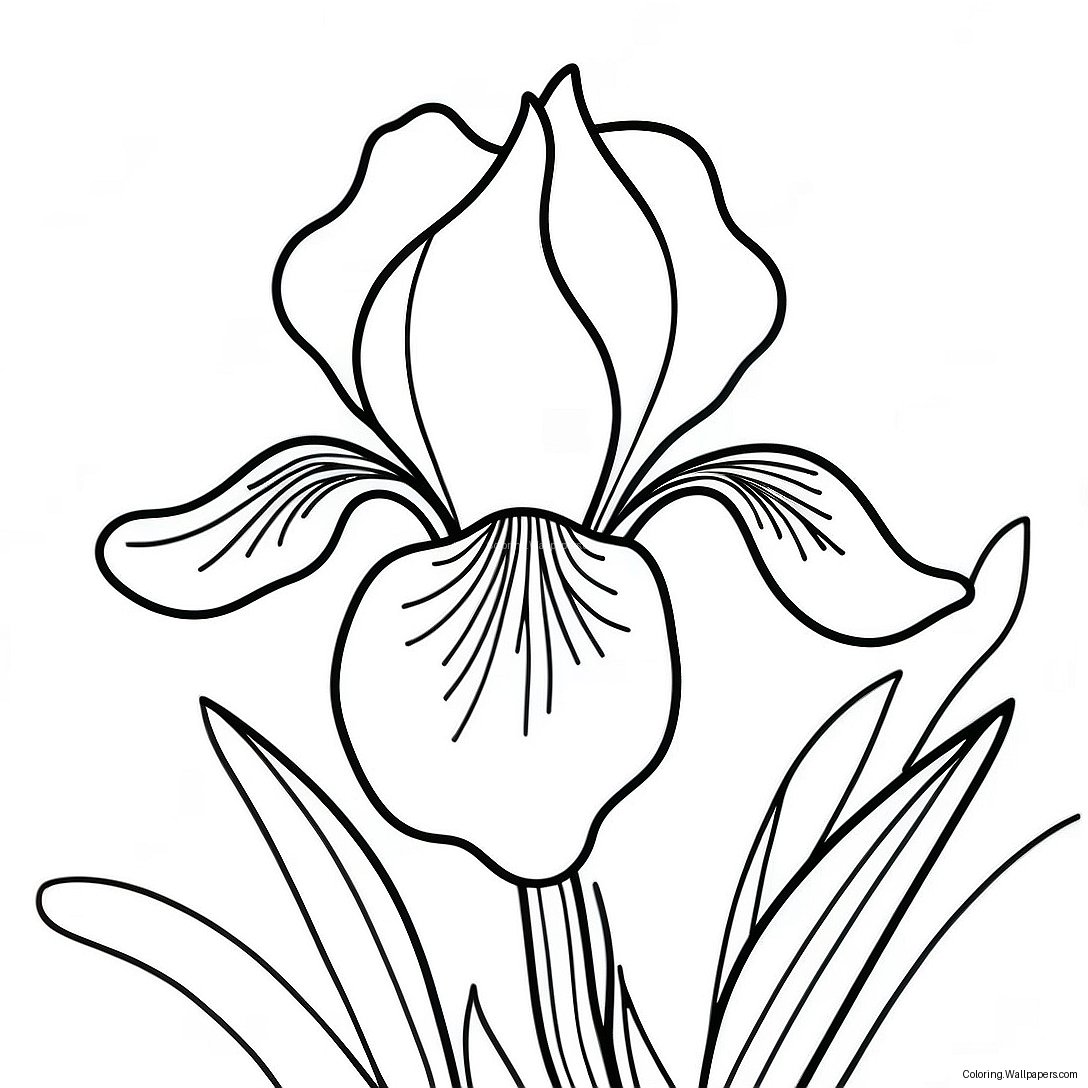 Iris Flower Coloring Page 41289