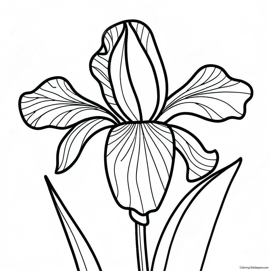 Iris Flower Coloring Page 41292