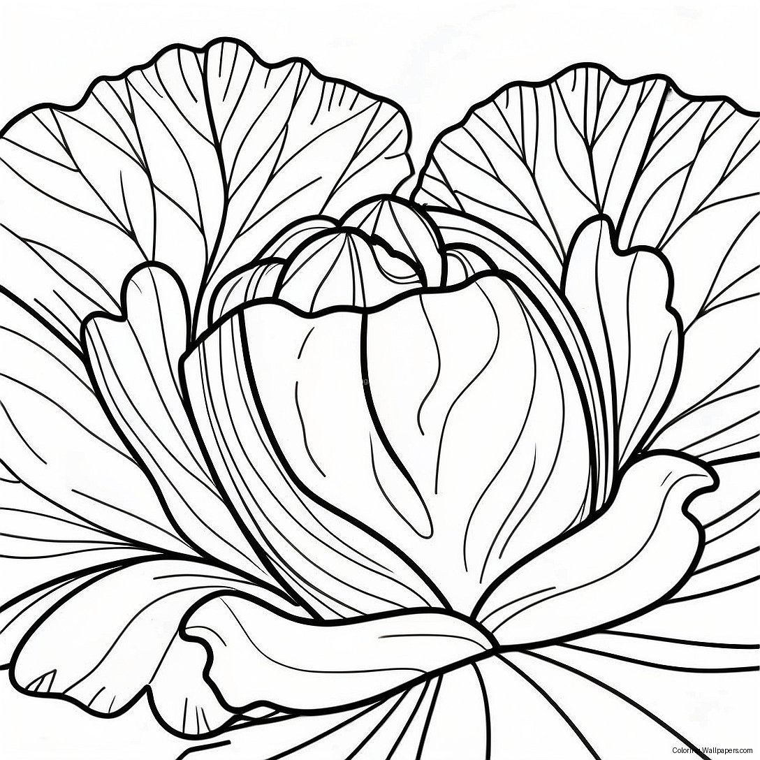 Lettuce Coloring Page 28761