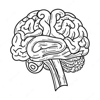 Brain Sheet Coloring Page 11660-9142