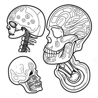 Anatomy And Physiology Coloring Pages