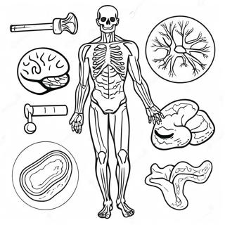 Anatomy And Physiology Coloring Page 17090-13479