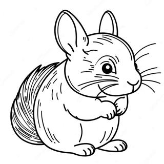 Chinchilla Coloring Pages