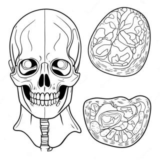 Anatomy And Physiology Workpages Coloring Pages