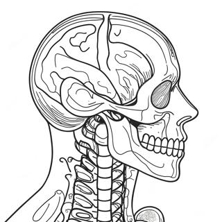 Anatomy And Physiology Coloring Page 37093-29334