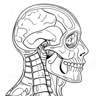 Anatomy And Physiology Coloring Page 37093-29336