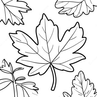 Autumn Maple Leaf Coloring Page 39384-31134