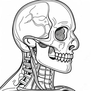 Human Anatomy Coloring Pages