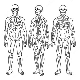 Sisteme Corporele Pagini De Colorat