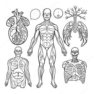 Body Systems Coloring Page 41843-33054