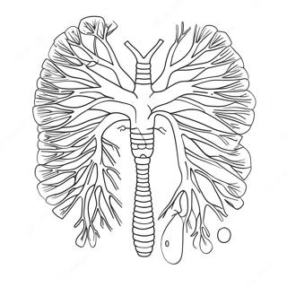 Human Circulatory System Coloring Page 41844-33079