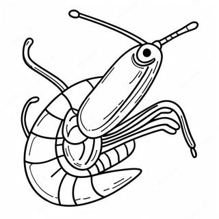 Shrimp Coloring Pages