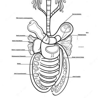 Pagini De Colorat Cu Diagrama Sistemului Digestiv 53203-42089