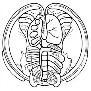 Pagini De Colorat Cu Diagrama Sistemului Digestiv 53203-42091