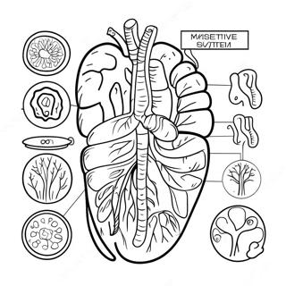 Pagini De Colorat Cu Diagrama Sistemului Digestiv 53203-42092