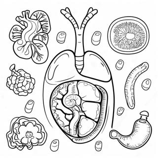 Digestive System Coloring Pages