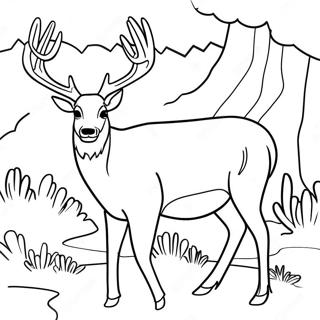 Mule Deer Coloring Pages