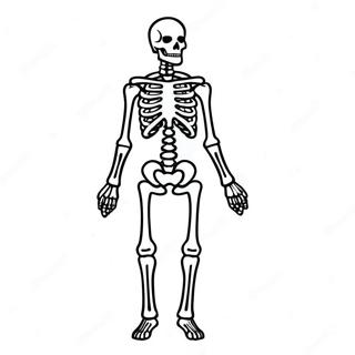 X Ray Skeleton Coloring Page 61403-48596