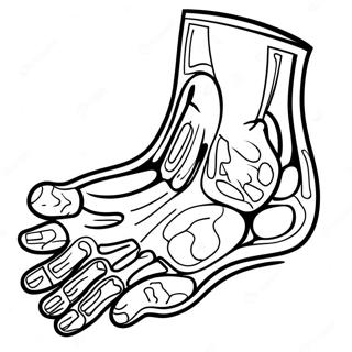 X Ray Coloring Pages