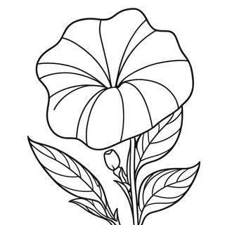 Morning Glory Coloring Pages