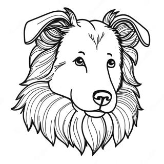 Collie Coloring Pages