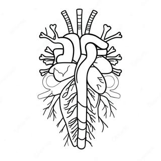 Circulatory System Sheet Coloring Pages