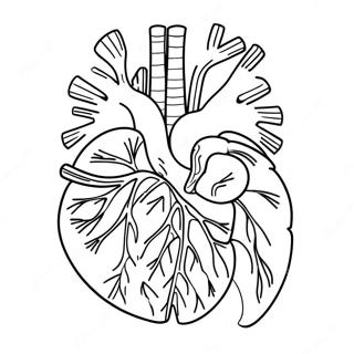 Kleurplaat Van De Anatomie Van Het Circulatiesysteem 72834-57668