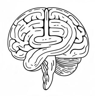 Anatomy Of Brain Coloring Page 73224-57980